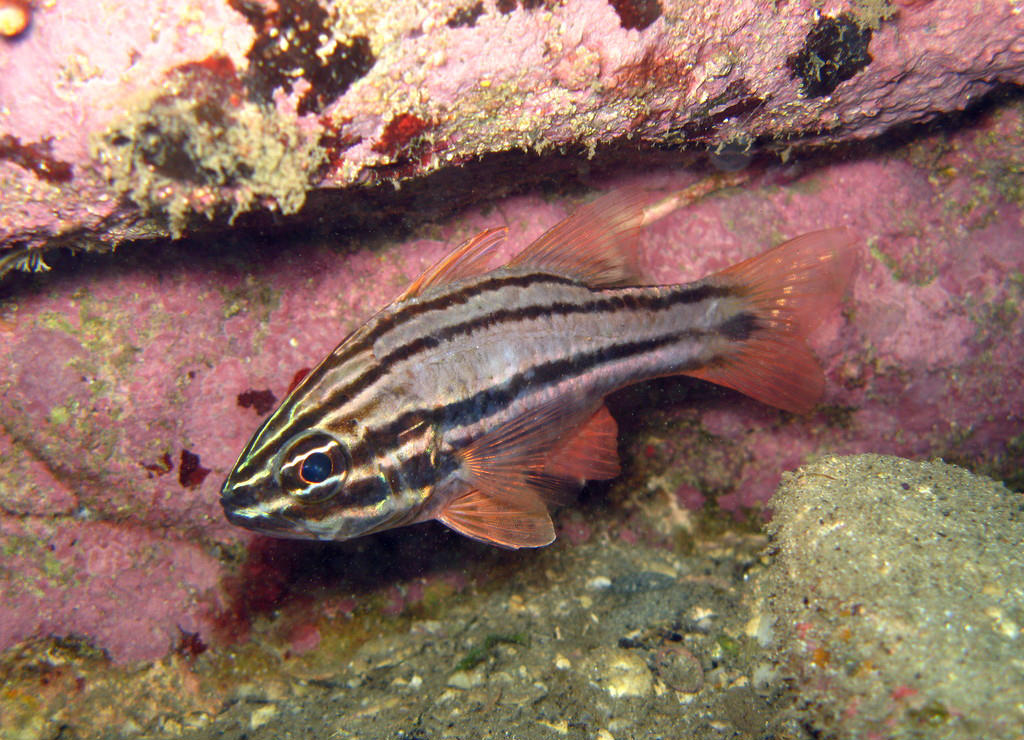 Apogon limenus (Pesce cardinale di Sidney)